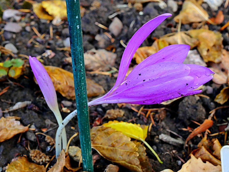 HerbstzeitloseFastVerbluehtH1a