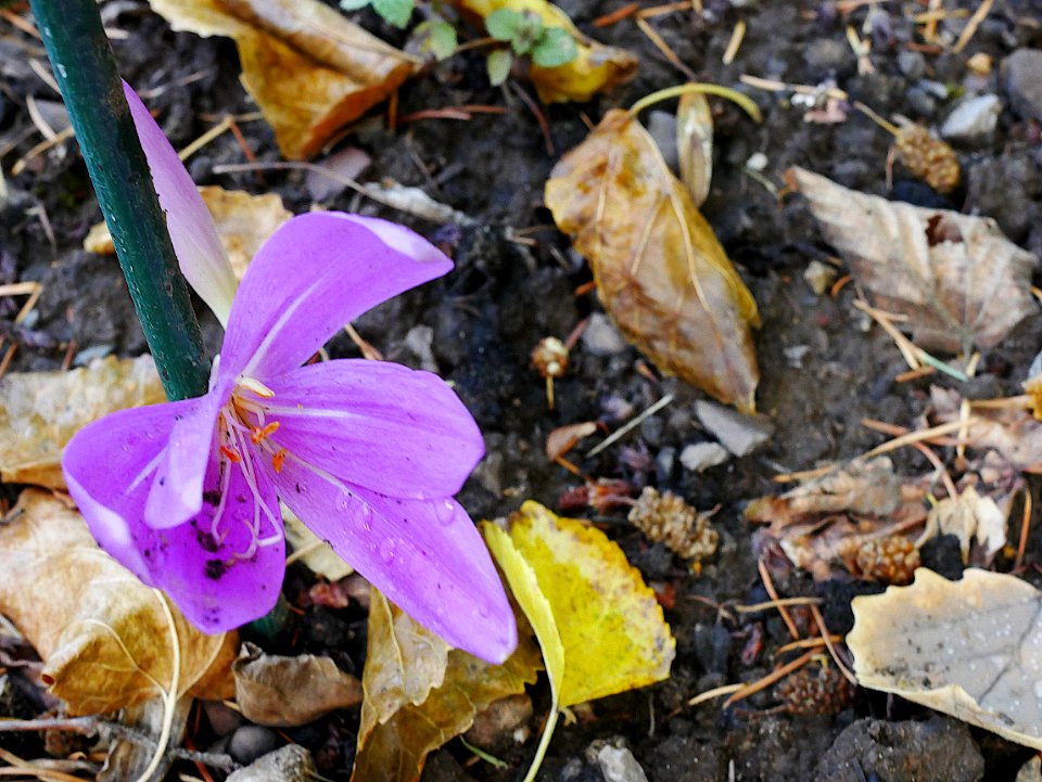 HerbstzeitloseFastVerbluehtH2a