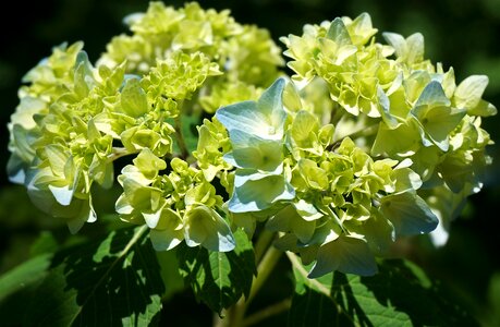 Flower bloom plant photo