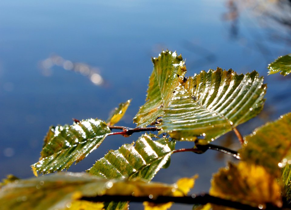 Herbstblätter der Ulme 2014