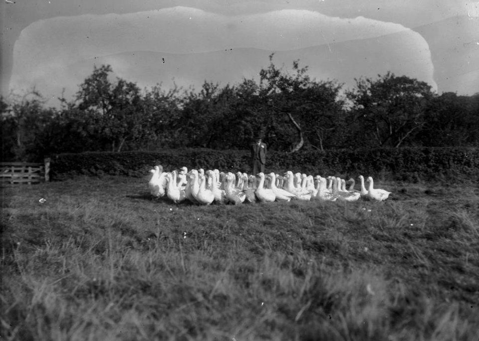 Henry Pritchard, Boughrood Court Farm, with a flock of geese (1293863)