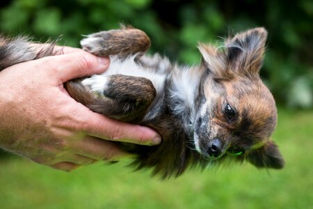 Devotion puppy baby