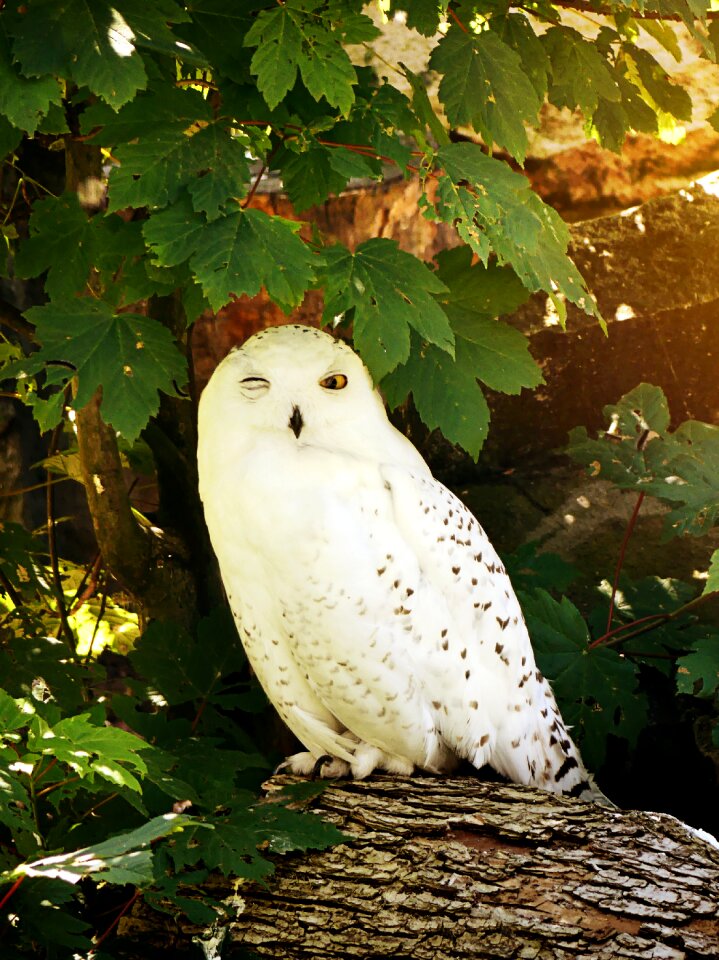 Feather nocturnal white
