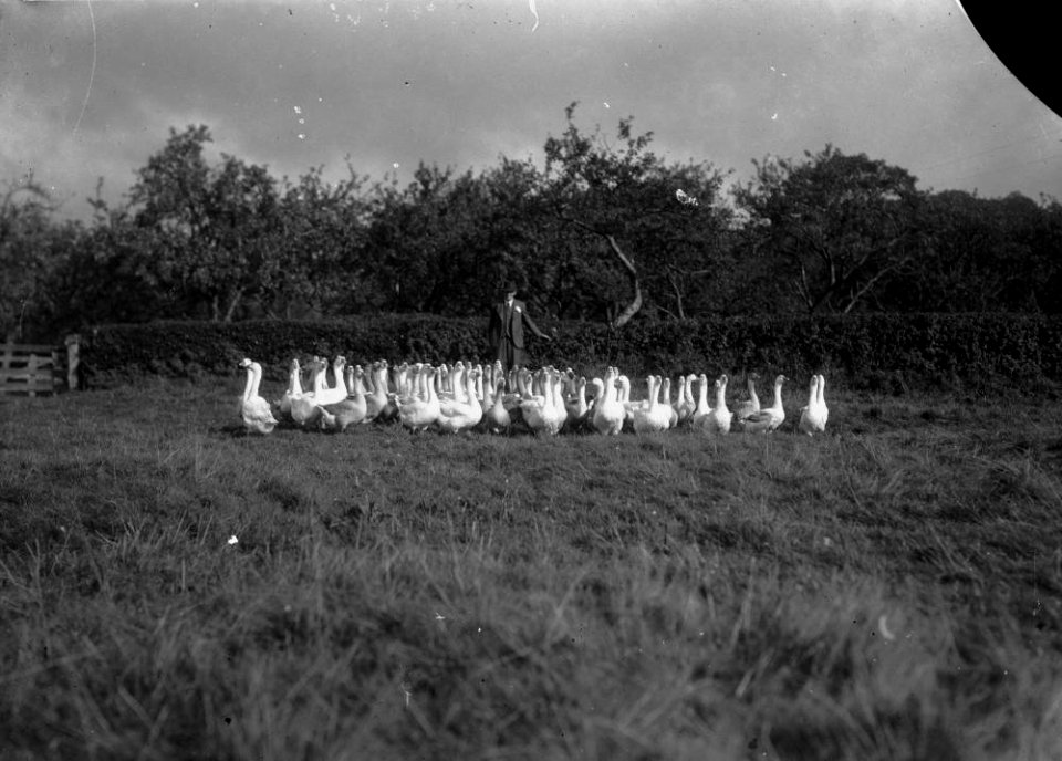 Henry Pritchard, Boughrood Court Farm, with a flock of geese (1294809)
