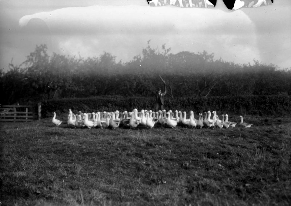 Henry Pritchard, Boughrood Court Farm, with a flock of geese (1294033)