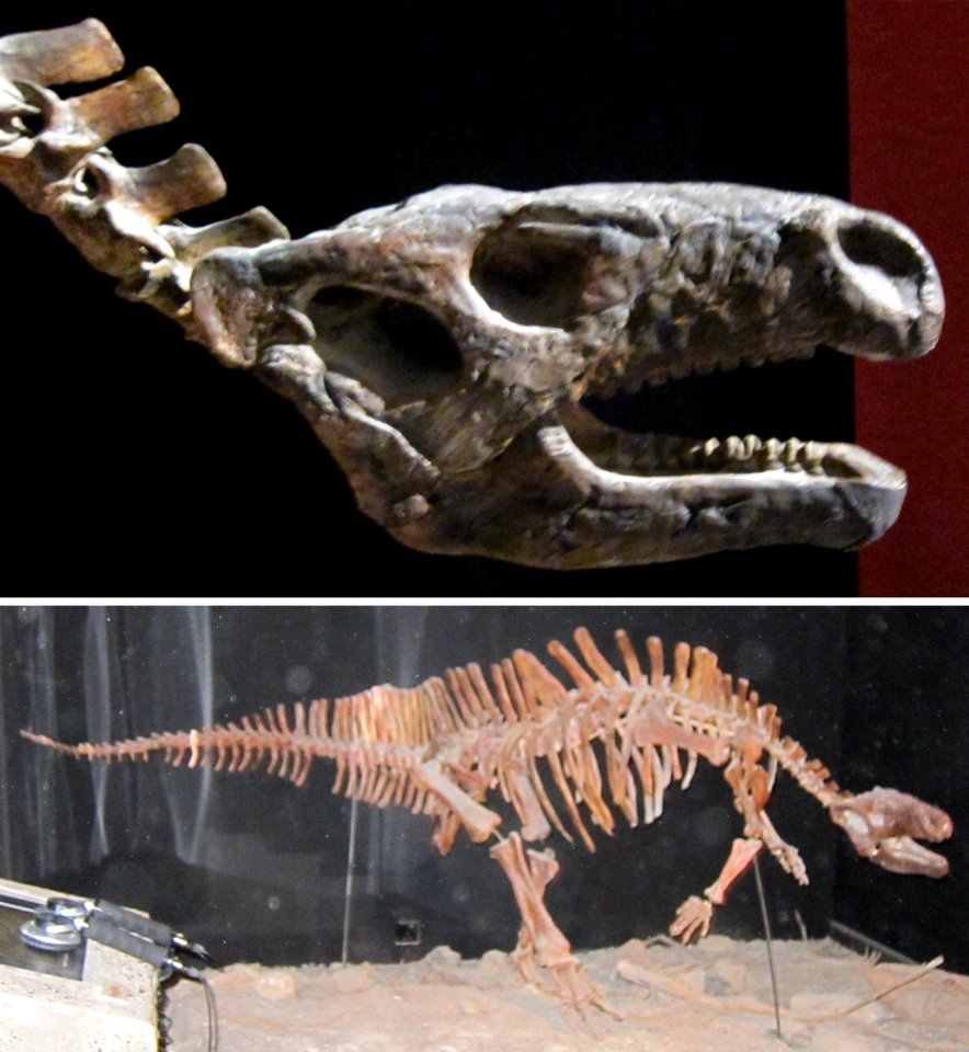 Herbivorous dinosaur found in the Al-khoudh area, Bait Al Baranda Museum