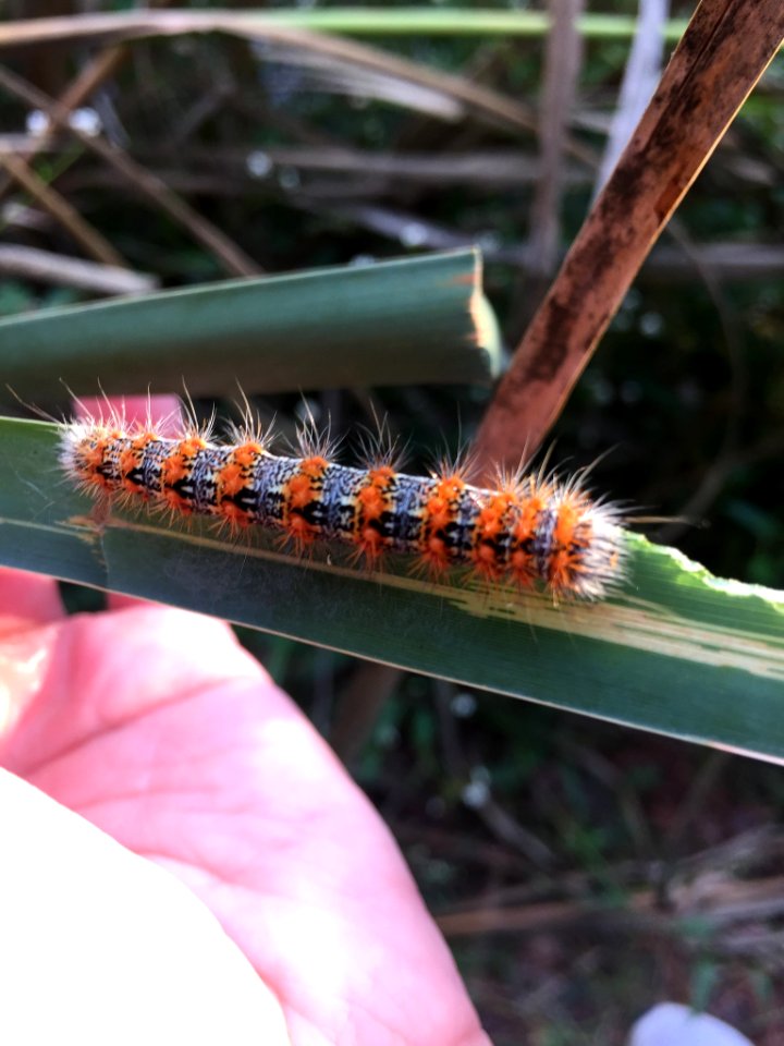 Henry's Marsh Moth Durham NC