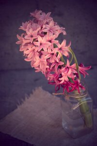 Pink flower pink hyacinth fragrant flower photo