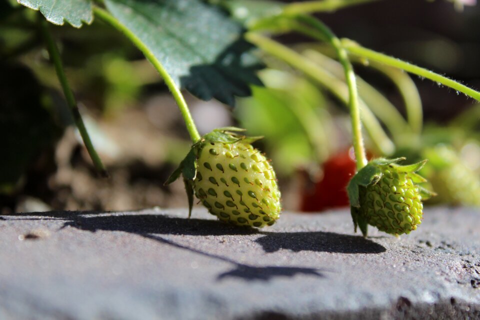 Close up strawberry plant nature