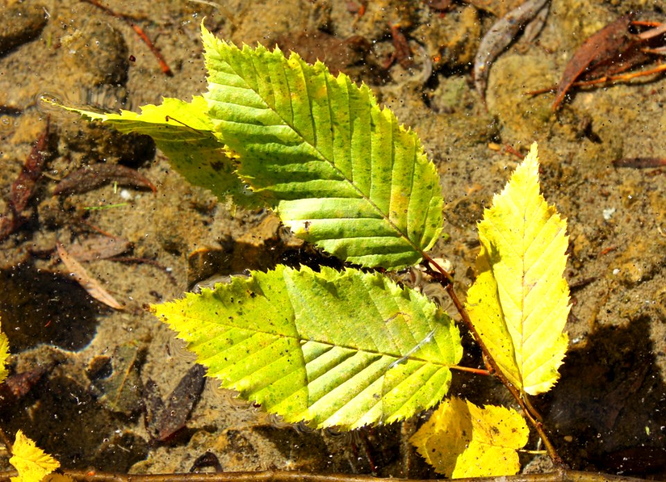 Herbstlaub Hainbuche 2014