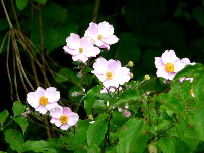 Herbst-Anemone Passau