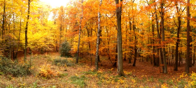 Herbstwald bei Ahrweiler