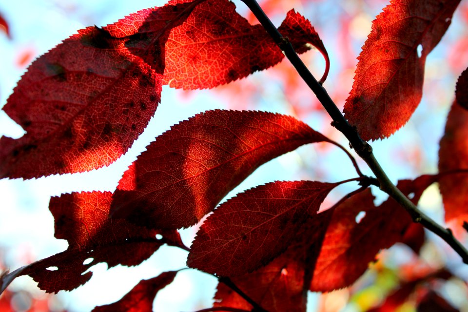 Herbstlaub der Zierkirsche