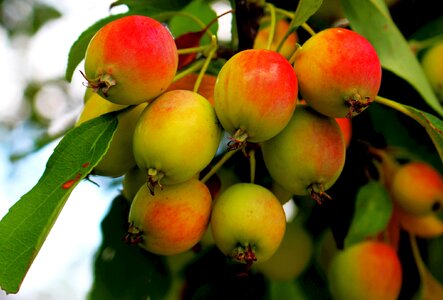 Tree fruitful apple tree ripe fruit photo