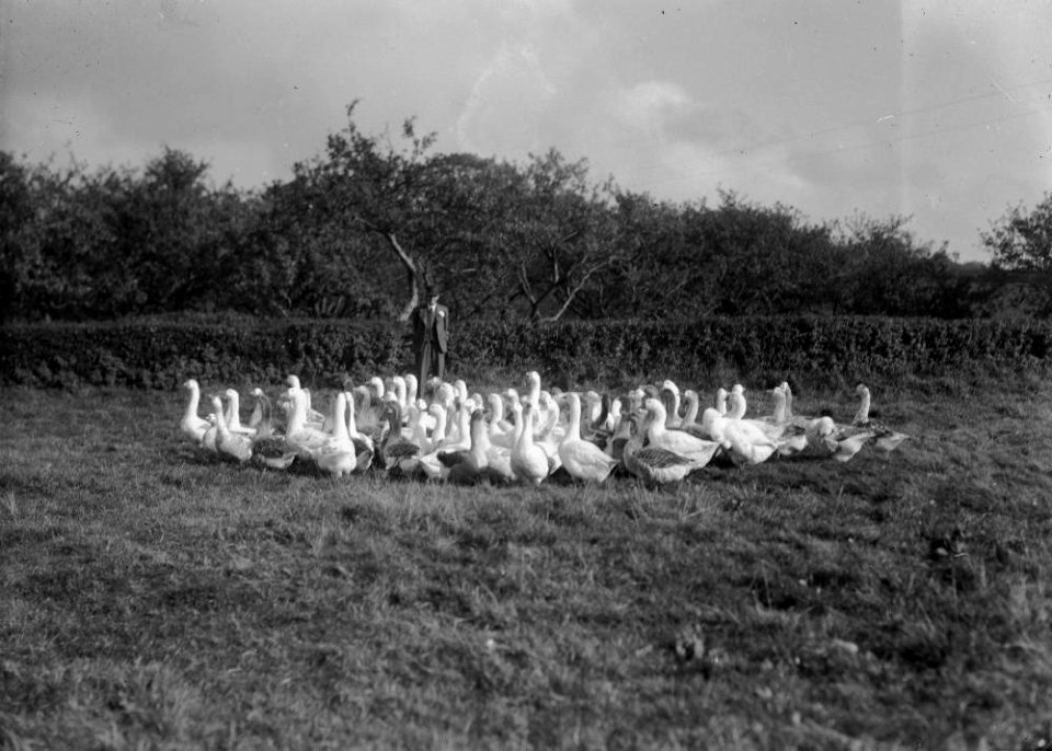 Henry Pritchard, Boughrood Court Farm, with a flock of geese (1294127)