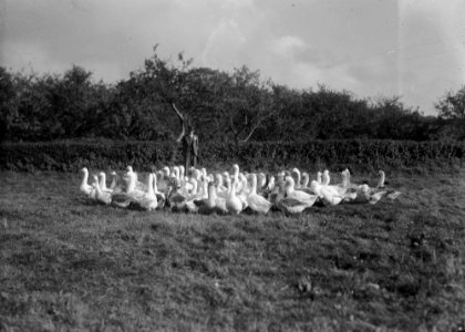 Henry Pritchard, Boughrood Court Farm, with a flock of geese (1294127)