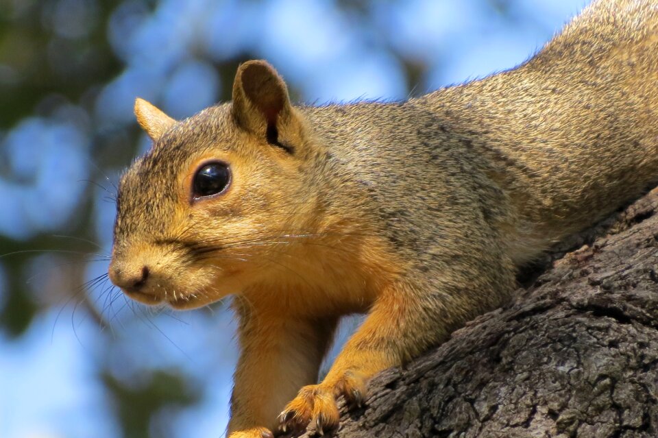 Wild cute brown
