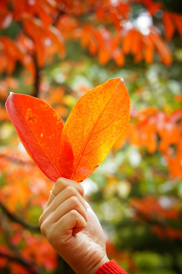 Autumn leaves autumn wood