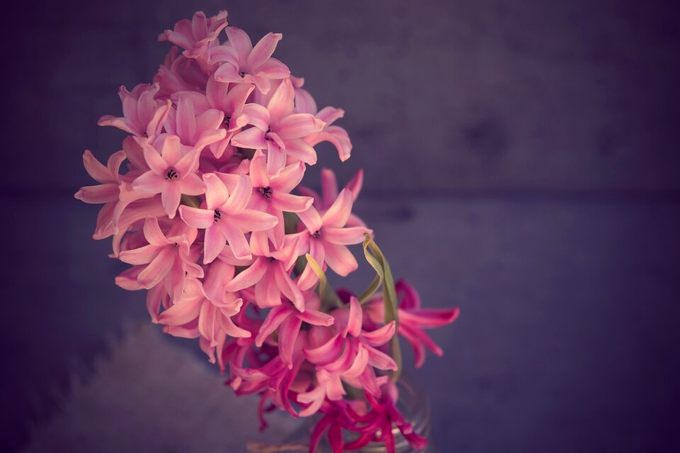 Pink flower pink hyacinth fragrant flower photo