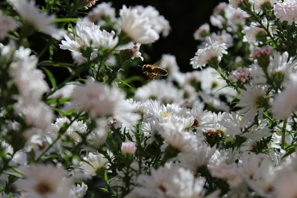 Animal plant white flowers