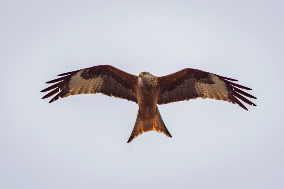 Nature red milan red kite