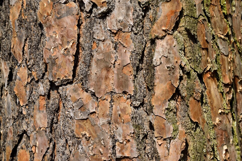 Pine environment wood