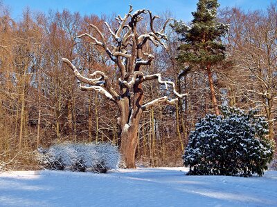 Oak oak tree nature photo