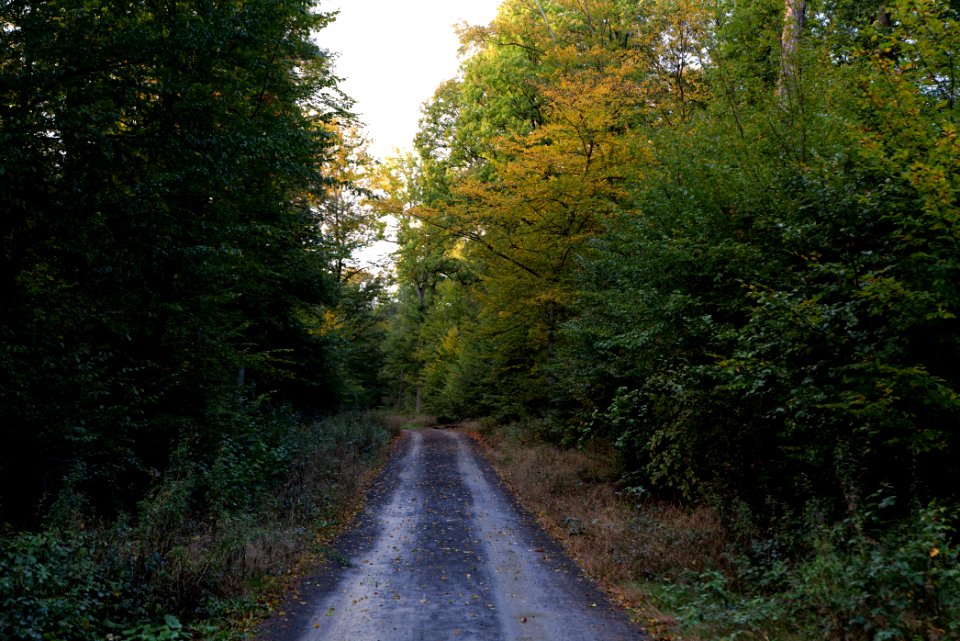 Herrenwald Stadtallendorf 2020-10-07 53