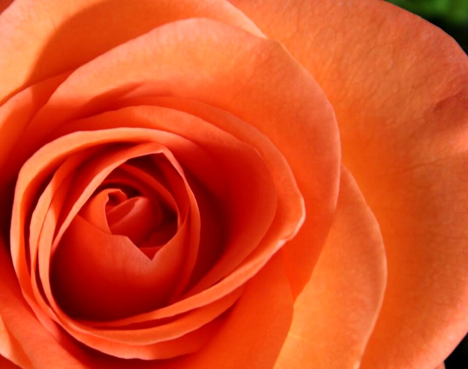 Plant peach orange flower