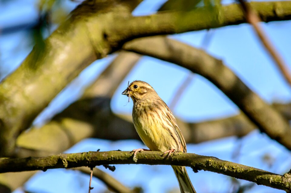 Songbird animal portrait