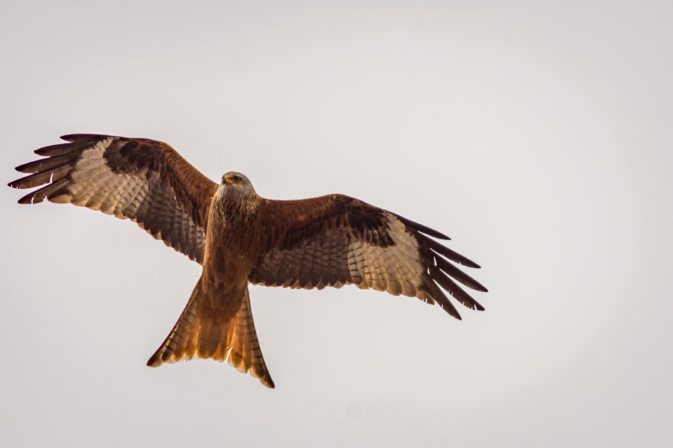 Nature red milan red kite