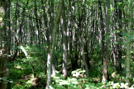 Herrensee, Lange-Damm-Wiesen und Barnim-Hänge 2020-08-05 79