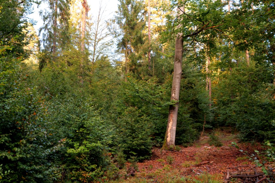 Herrenwald Stadtallendorf 2020-10-07 56