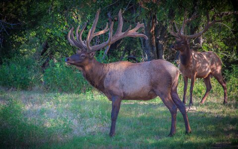 Antlers velvet mammal photo