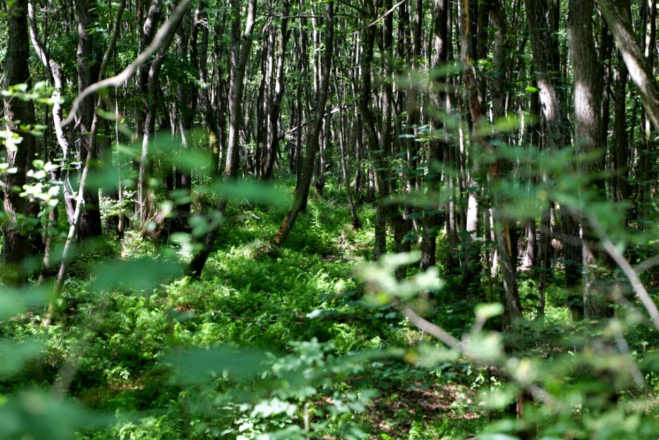 Herrensee, Lange-Damm-Wiesen und Barnim-Hänge 2020-08-05 83