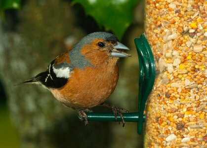 Nature chaffinch passerine