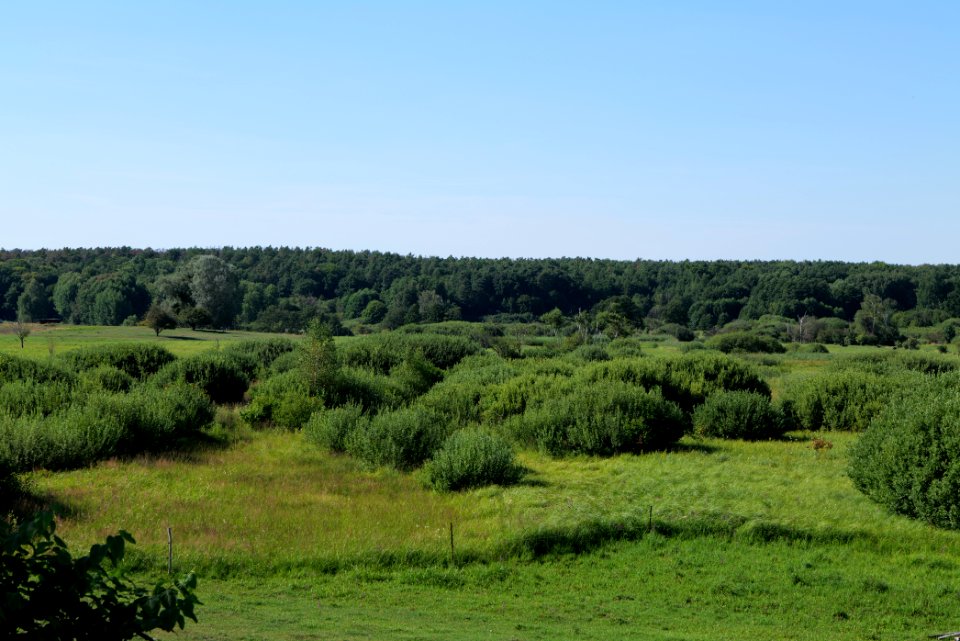 Herrensee, Lange-Damm-Wiesen und Barnim-Hänge 2020-08-05 206