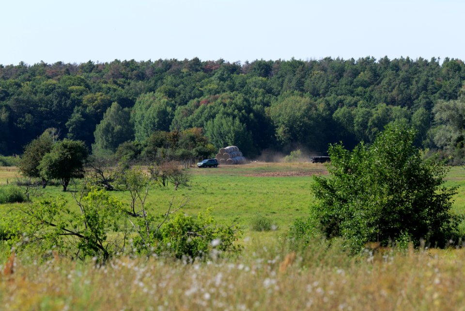 Herrensee, Lange-Damm-Wiesen und Barnim-Hänge 2020-08-05 229