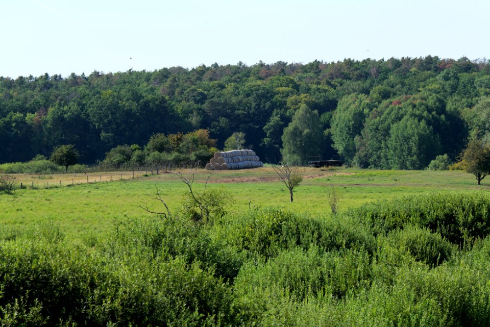 Herrensee, Lange-Damm-Wiesen und Barnim-Hänge 2020-08-05 219
