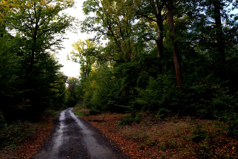 Herrenwald Stadtallendorf 2020-10-07 58