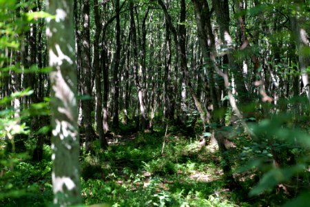 Herrensee, Lange-Damm-Wiesen und Barnim-Hänge 2020-08-05 86