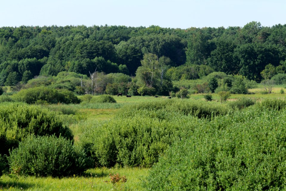 Herrensee, Lange-Damm-Wiesen und Barnim-Hänge 2020-08-05 223