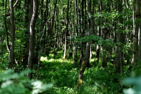 Herrensee, Lange-Damm-Wiesen und Barnim-Hänge 2020-08-05 92