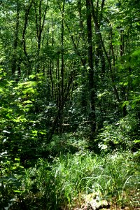 Herrensee, Lange-Damm-Wiesen und Barnim-Hänge 2020-08-05 75