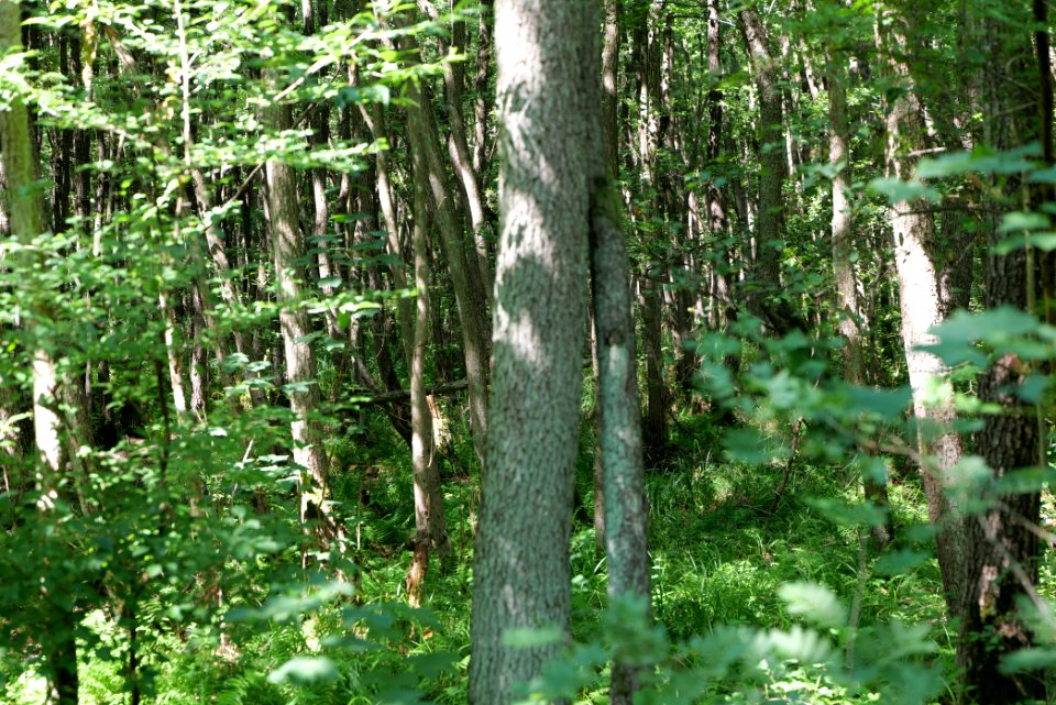 Herrensee, Lange-Damm-Wiesen und Barnim-Hänge 2020-08-05 77
