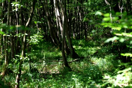 Herrensee, Lange-Damm-Wiesen und Barnim-Hänge 2020-08-05 89