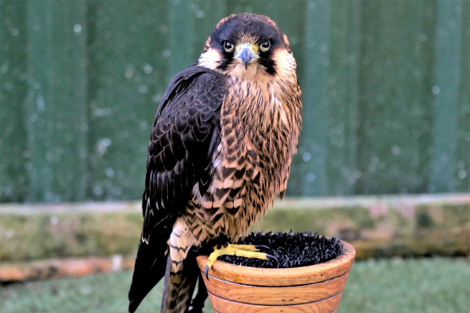 Speed bird raptor