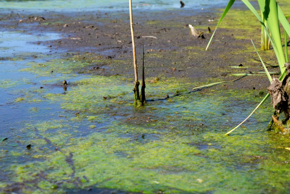 Herrensee Strausberg 2020-08-05 23