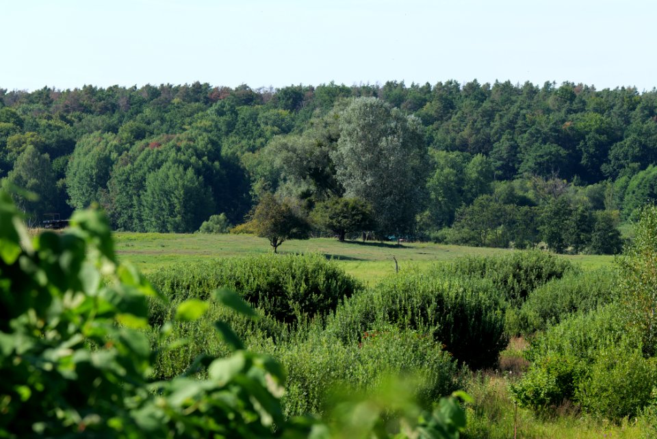 Herrensee, Lange-Damm-Wiesen und Barnim-Hänge 2020-08-05 216