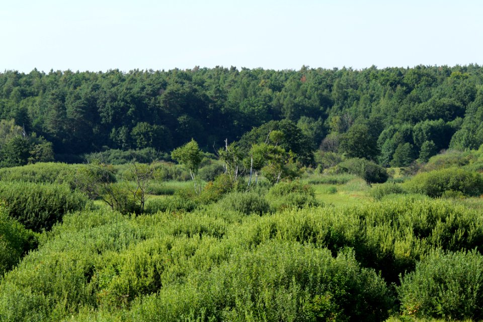 Herrensee, Lange-Damm-Wiesen und Barnim-Hänge 2020-08-05 221